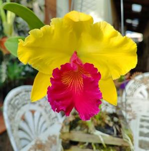 Rhyncholaeliocattleya Alma Kee