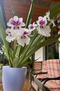 Miltoniopsis Princess Diana
