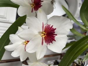 Miltoniopsis QF Bake-off