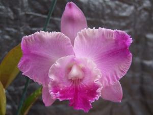 Rhyncholaeliocattleya Rosella's Cherry Ripe