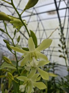 <i>Dendrobium</i> Junrejo Green