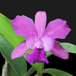 Myrmecatlaelia Carol de Biase
