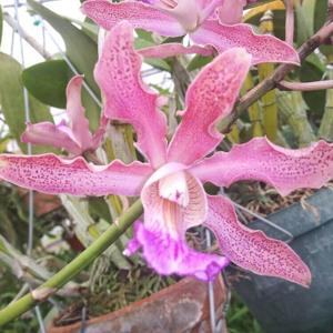 Myrmecocattleya Keith Goldson