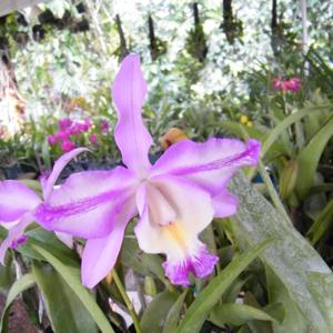 Myrmecocattleya Hamlyn's Melody