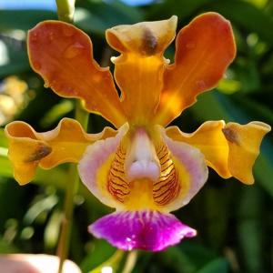 Myrmecophila Mary Motes
