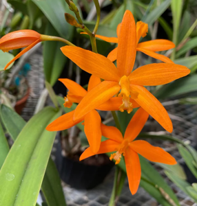 <i>Cattleya</i> Raingreen's Dazzling Orange