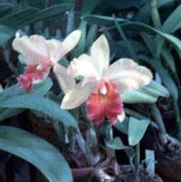 Cattleya Coventry