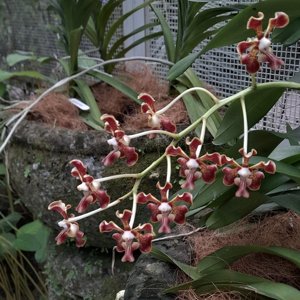 Vanda Melvyn Ong