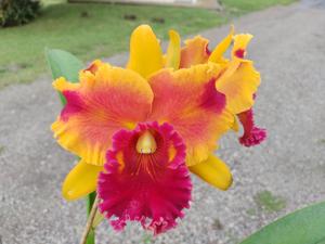 <i>Rhyncholaeliocattleya</i> Ricardo Tedesco