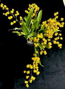 Oncidium Twinkle
