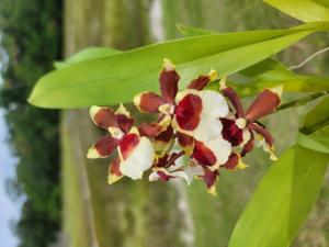 Oncidium Jimbo