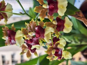 Oncidium Space Race