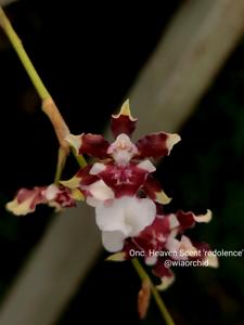 Oncidium Heaven Scent