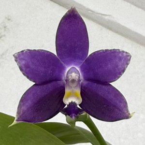 <i>Phalaenopsis</i> MS Blue Pax