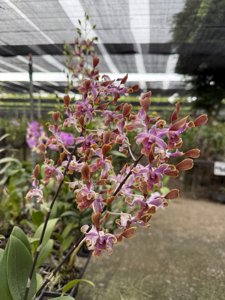 <i>Dendrobium</i> Tweedle Doo