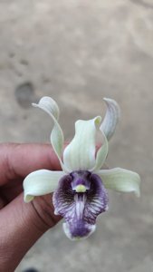 Dendrobium Edfrans Charming