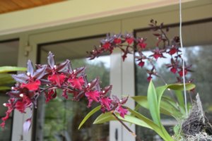 Oncostele Midnight Miracles