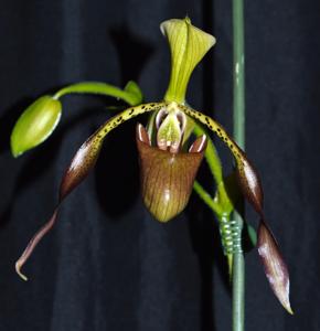 Paphiopedilum Robinianum