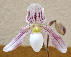 Paphiopedilum Vipanii