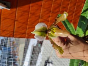 Paphiopedilum Sun Pebbles