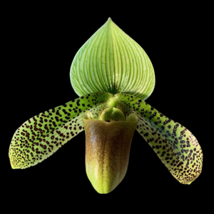 Paphiopedilum Duguesclin