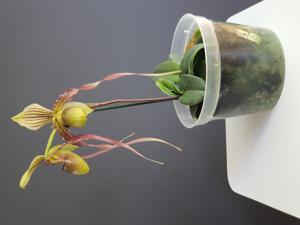 Paphiopedilum Sandcanh