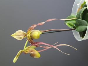 Paphiopedilum Sandcanh