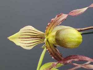 Paphiopedilum Sandcanh