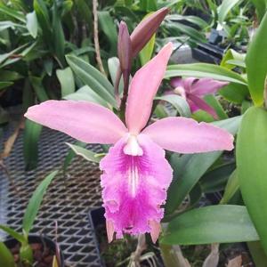 Paulandmarystormara Frank Dean Crawley