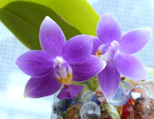 Phalaenopsis Equalacea