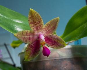 Phalaenopsis Princess Kaiulani