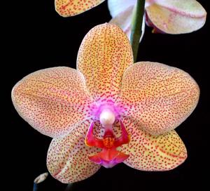 Phalaenopsis Tsuei You Beauty