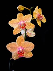 Phalaenopsis Tsuei You Beauty