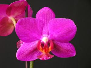 Phalaenopsis Lin Jessica