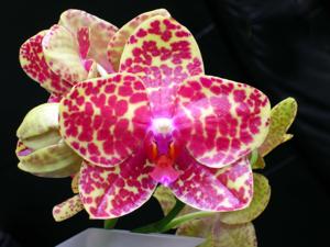 Phalaenopsis Salu Princess