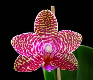 Phalaenopsis Perfection Is