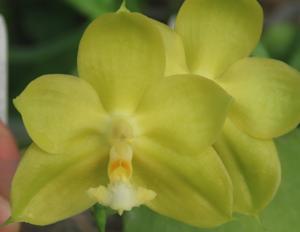 Phalaenopsis Ho's Sweet Muscats