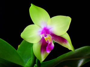 Phalaenopsis Nobby's Fox