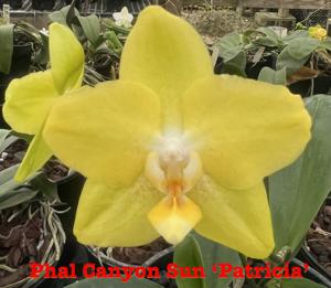 Phalaenopsis Canyon Sun