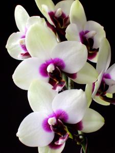 Phalaenopsis Nobby's Shadowy