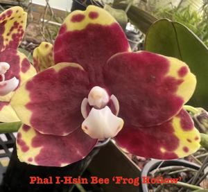 Phalaenopsis I-Hsin Bee