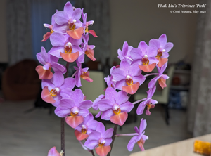 Phalaenopsis Liu's Triprince