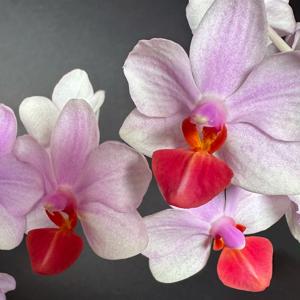 Phalaenopsis Liu's Triprince