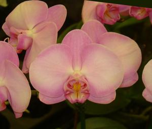 Phalaenopsis Unimax Sakurahime
