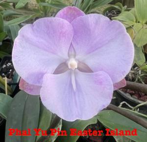 Phalaenopsis Yu Pin Easter Island