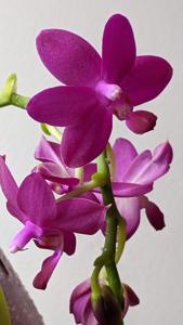 Phalaenopsis Sapphire's Galah