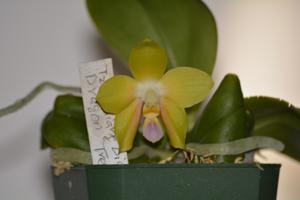 Phalaenopsis Lyndon Golden Eagle