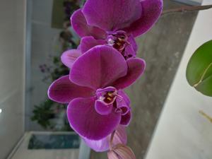 Phalaenopsis OX Black Face