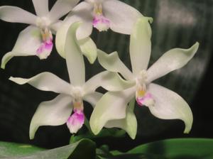 Phalaenopsis Wattebausch