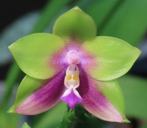 Phalaenopsis Mituo Prince